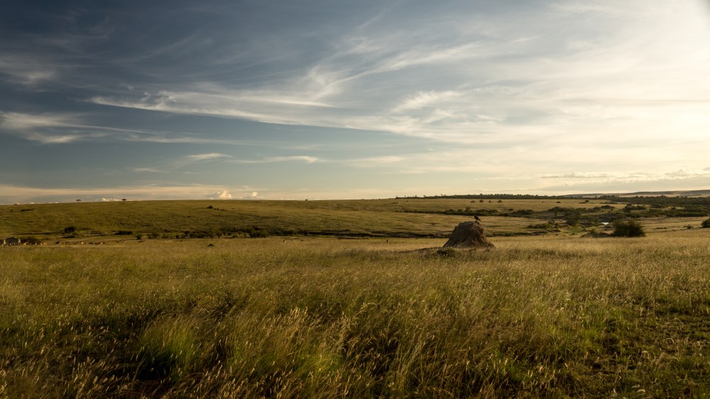 The tall grass on the plains of Masai Mara dancing with the wind
